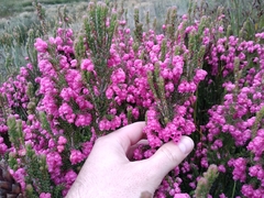 Erica tegulifolia