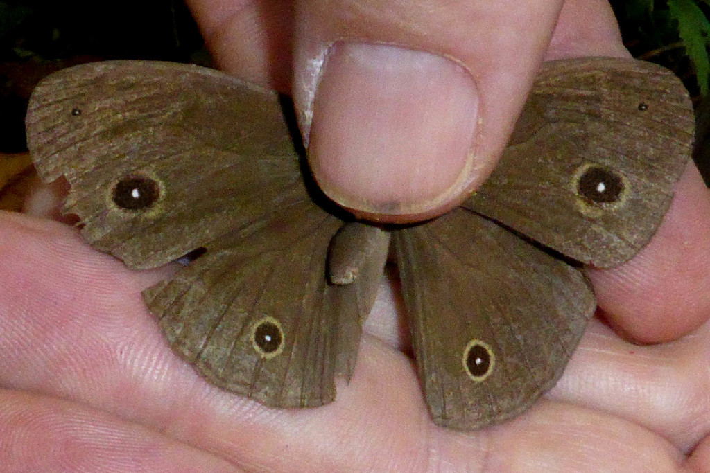 Mycalesis misenus