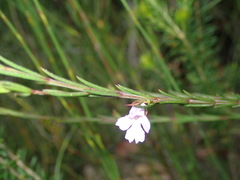 Hemigenia purpurea