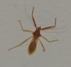 Epidaus bicolor