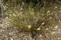 Stackhousia aspericocca