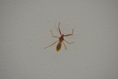Epidaus bicolor