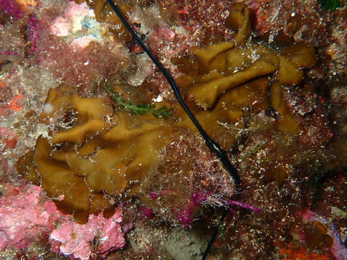 Zanardinia typus, 2025-09-17