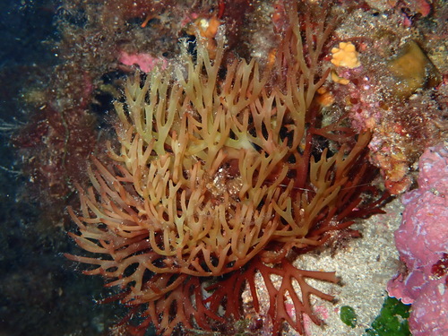 Sebdenia observed 2025-09-17