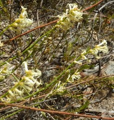 Stackhousia aspericocca