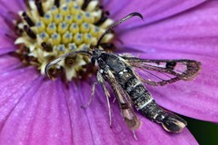 Pyropteron doryliformis