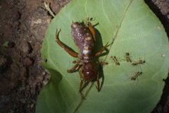 Oryctopterus yeshwanthi