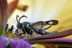 Pyropteron doryliformis