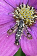 Pyropteron doryliformis