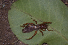 Oryctopterus yeshwanthi