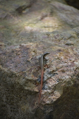 Sphenomorphus dussumieri