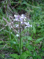 Iodanthus pinnatifidus