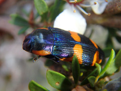 Castiarina grata
