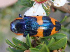 Castiarina grata
