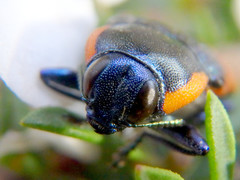 Castiarina grata