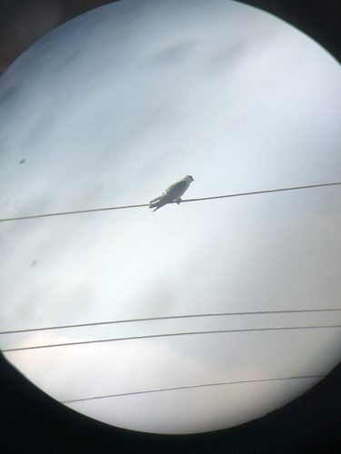 Black-winged Kite
