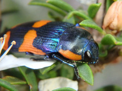 Castiarina grata