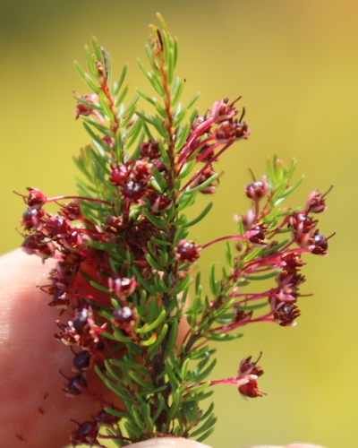 Image of Erica rubiginosa by (c) Tony Rebelo, some rights reserved (CC BY-SA)