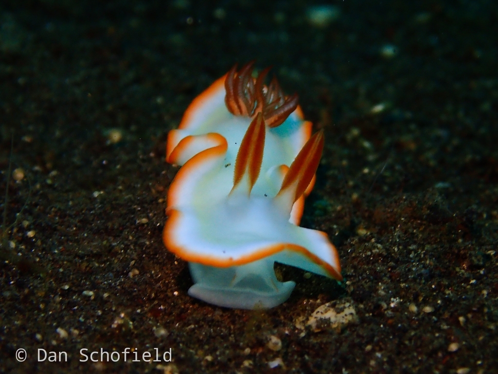 Ardeadoris averni