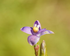 Thelymitra holmesii