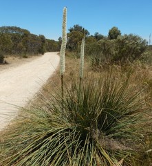 Xanthorrhoea caespitosa