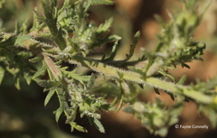 Osteospermum muricatum