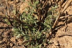 Osteospermum muricatum
