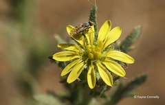 Osteospermum muricatum
