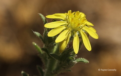 Osteospermum muricatum