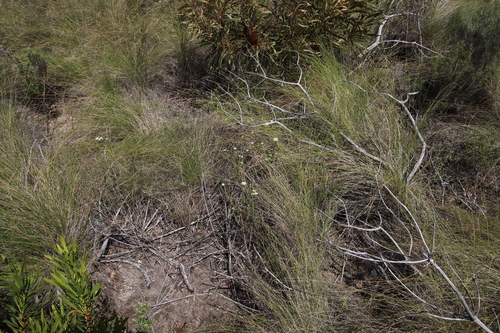Image of Selago dolosa by (c) Tony Rebelo, some rights reserved (CC BY-SA)