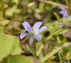 Lobelia pedunculata