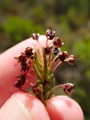 Erica rubiginosa