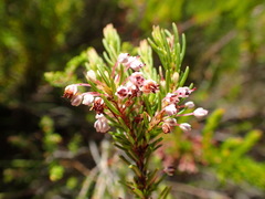 Erica rubiginosa