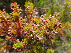 Erica rubiginosa