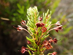 Erica rubiginosa