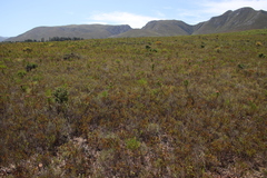 Erica rubiginosa