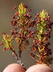 Erica rubiginosa