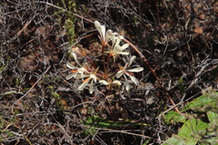 Pelargonium carneum