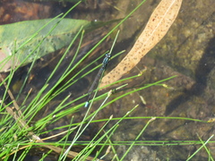 Acanthagrion lancea