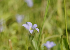 Lobelia pedunculata