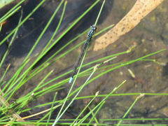 Acanthagrion lancea