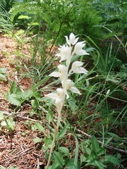 Cephalanthera austiniae