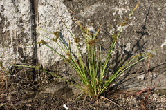 Cyperus difformis