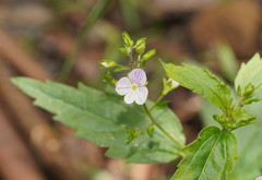 Veronica notabilis