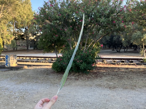Plume de Perruche alexandre