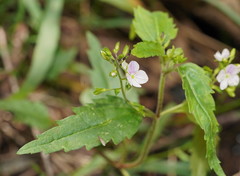 Veronica notabilis
