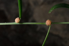 Phyllanthus maderaspatensis