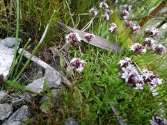 Lobelia jasionoides