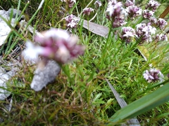 Lobelia jasionoides