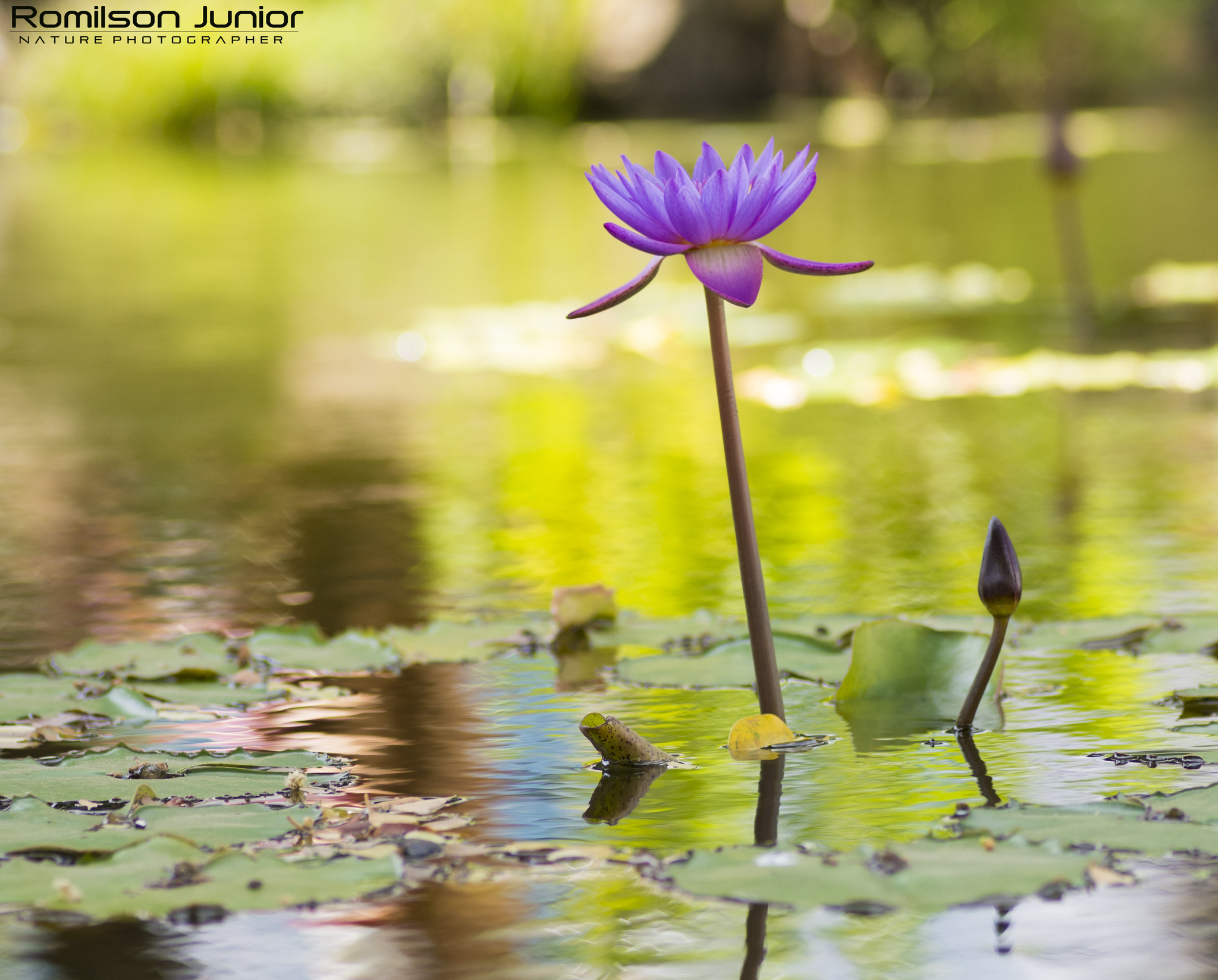 Nymphaea nouchali